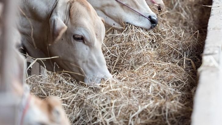 Which Nation Produces The World’s Most Beef?