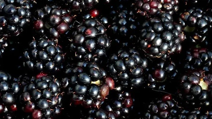 Fruits Ranked by Nutritional Value from Lowest to Highest